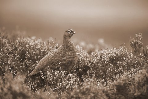 grouse for agri environmental tab